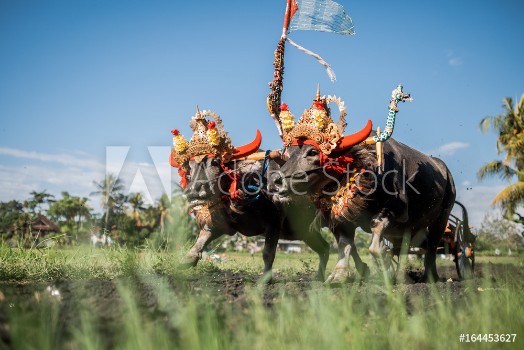 Bild på Makepung traditional indonesian bull race